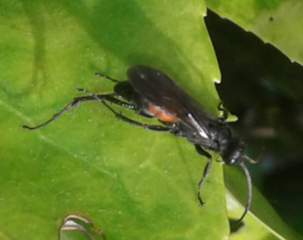 Pompilidae? S.